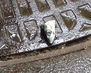 IMG_1022 tete de poisson place Mongeptit