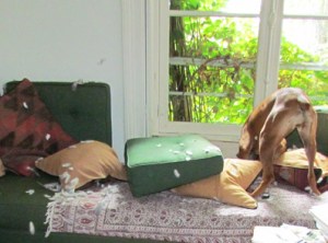 img_0634-pigeon-echta-ptit